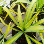 Juka previsnutá (Yucca recurvifolia) ´BANANA SPLIT´ - výška 10-20 cm, kont. C2L (-20 °C)
